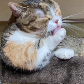 むぎ:家族4年169日めの画像