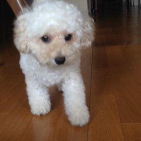 ☆夏バテ気味のメリー☆の画像