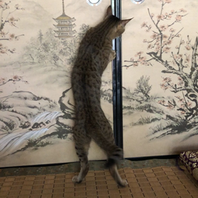 ふすまの奥、、、の画像