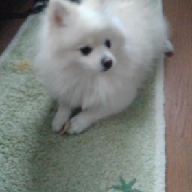 蹄をかじってますの画像