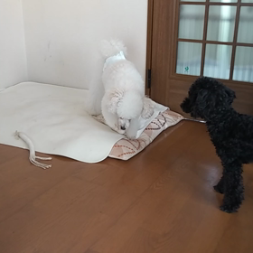 ライとむぎの画像