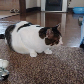 喘息？肺炎？の画像