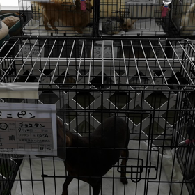 譲渡会のご案内の画像