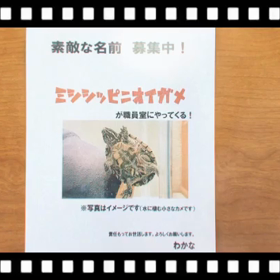 ミシシッピニオイガメがきたー(^^)！の画像