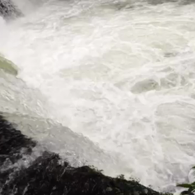 サクラマスの遡上の画像