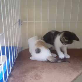 あたいの尻尾はオモチャじゃないニャーの画像