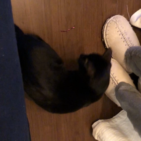 ローズの遊びの画像