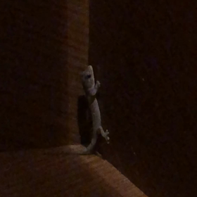 こんばんは！ヤモリちゃんの画像