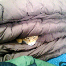 動画だにゃ！の画像