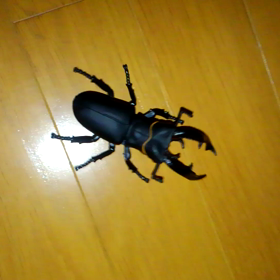 昨晩の事ですがの画像