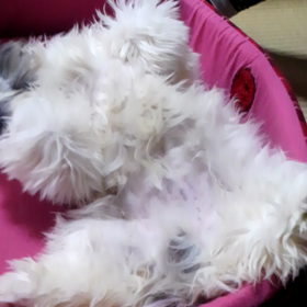 寝起きダッシュの画像