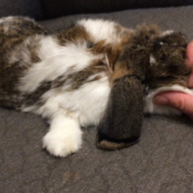 マッサージを受けるこにゃ吉の画像