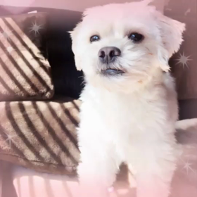 クリスタルるんるんの画像