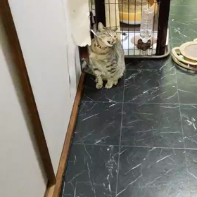いたずらっこ ほたるの画像