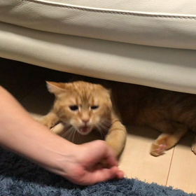 きぃたわむれ。の画像