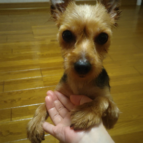 カマチョの画像