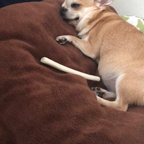 オリーブのイビキ(動画)の画像