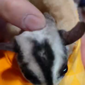 フクロモモンガ販売中！！！の画像