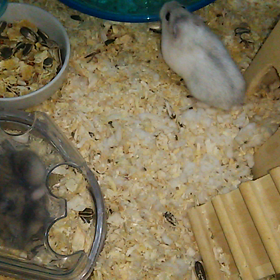 この子も家の子だよ(o^O^o)ノの画像