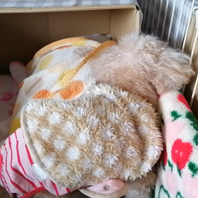 ママ！ママ！って呼んでるように聞こえる夜鳴きの画像