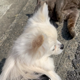 ポケパラ見てね☺️の画像