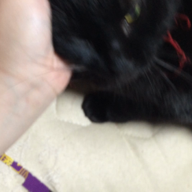 しっぽふりふり りおちゃんの画像