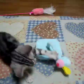 可愛いすぎる～の画像