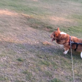 残暑お見舞い申し上げます犬の画像