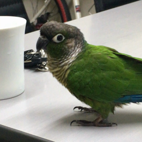 寒いよ勘助君の画像