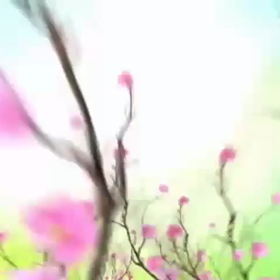 ハーバリウムの体験のご案内の画像