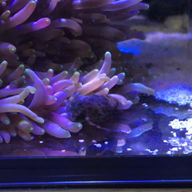 ヤドカリがイソギンに食べられる？の画像