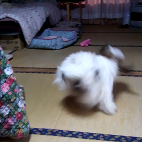 超×∞可愛いピーコちゃん(ｵｽ)の画像