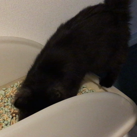 サラちゃんの画像