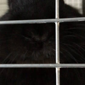 鼻で返事するうさぎの画像