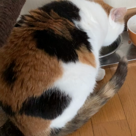 それぞれかわいいですの画像