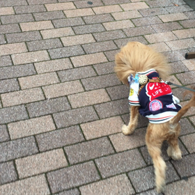 が〜んっっの画像