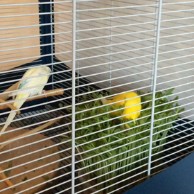 あけましておめでとうござインコ〜〜！の画像