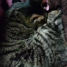 起こしてごめんね。だけど、可愛過ぎる。の画像