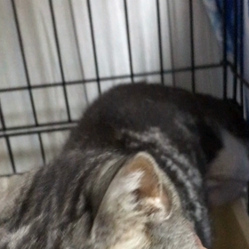 交通事故の福天くんの画像