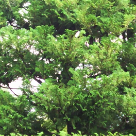 最後の蝉の画像