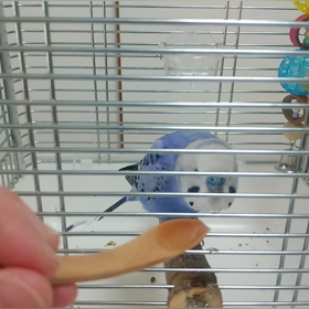 薬水の飲み方 かわいんこ生活