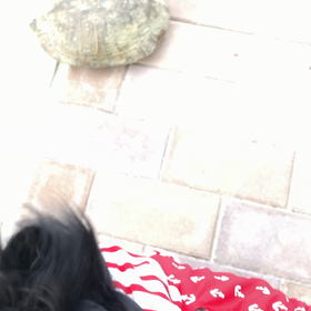 2019年6月3日 亀の画像