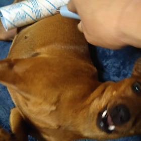 コロコロモカちゃん♪の画像