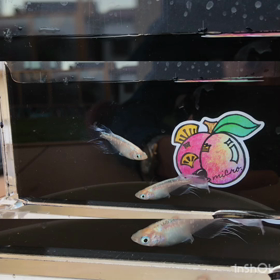 白幹之ヒレ長を撮りましたよ( ^ω^ )の画像