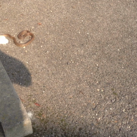 夏の風物詩。の画像