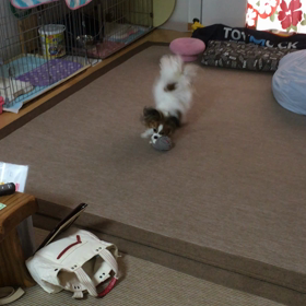 激しい！！の画像