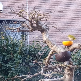 公園散歩の画像