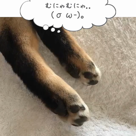 夢見てる？ฅ՞•ﻌ•՞ฅﾜﾝ♥の画像