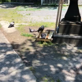 鳩の水浴び　　気持ちよさそう〜^ - ^の画像