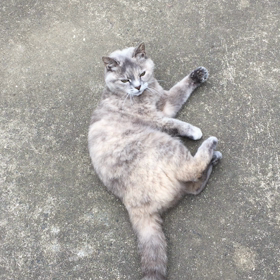 雨の日の猫の画像